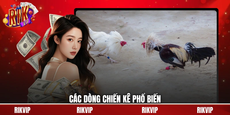 Các dòng chiến kê phổ biến
