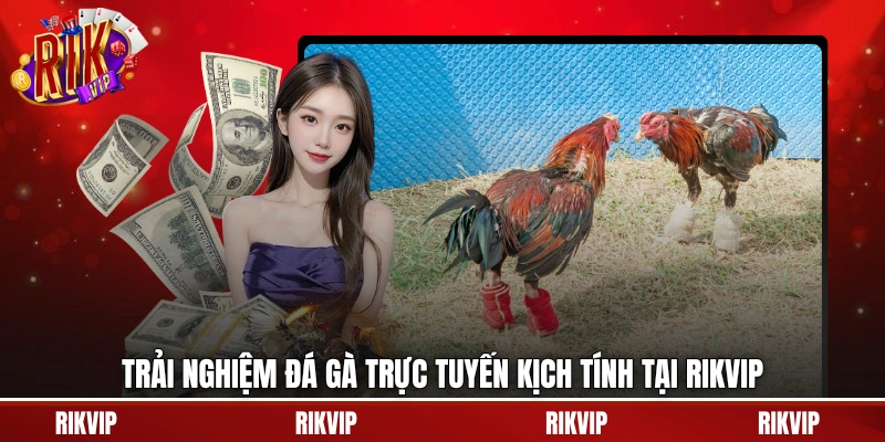 Trải nghiệm đá gà trực tuyến kịch tính tại rikvip